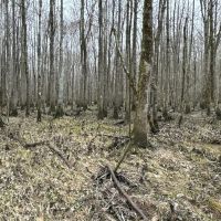 The Perfect Hunting and Timber Investment images 4