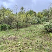Narrows Rd Fayette County - 244 acres images 5