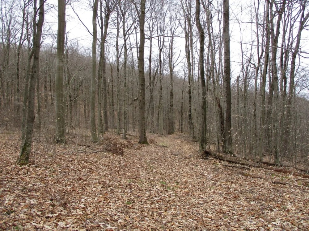 Secluded Acres featured image