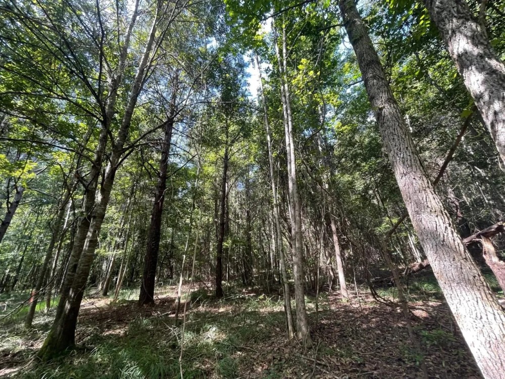 Beautiful 16 - acres five miles south of Union Springs featured image