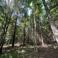 Beautiful 16 - acres five miles south of Union Springs