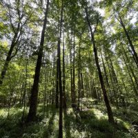 Beautiful 16 - acres five miles south of Union Springs images 4