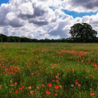 RS 53302 - 485 acres Hwy 59 Montague Texas images 4
