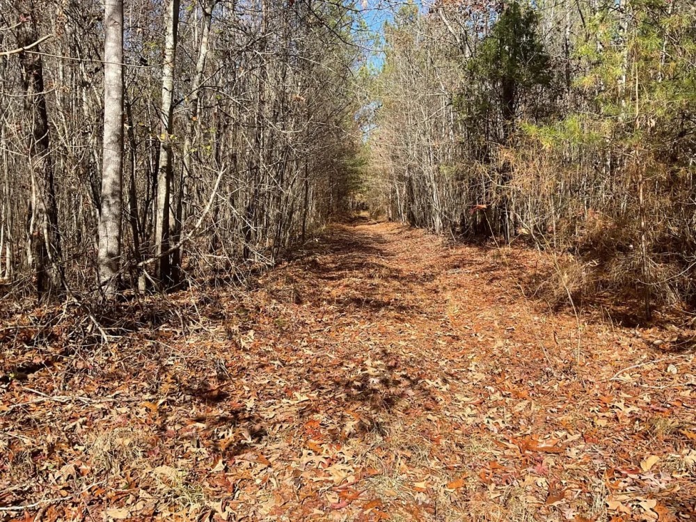 Hubbertville Alabama - 97 Acres featured image
