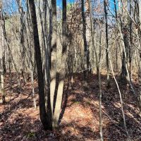 Hubbertville Alabama - 97 Acres images 3