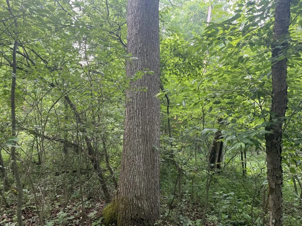 0 Dunmire road Punxsutawney featured image