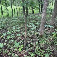 0 Dunmire road Punxsutawney images 2