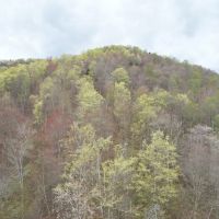 POTTER COUNTY - 61 - ACRES - STATE RD 872 Jones Run Rd images 4
