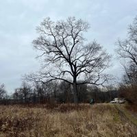Dutch Ridge Rd. Lawrence County - 21 acres images 2
