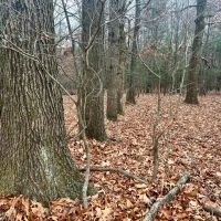 Dutch Ridge Rd. Lawrence County - 21 acres images 5
