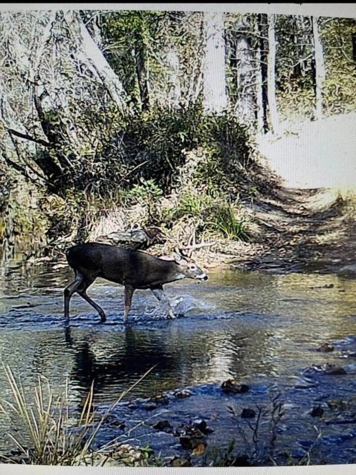 Buck Creek Recreational Hunting Ranch Moyers Pushmataha County OK 517 AC featured image