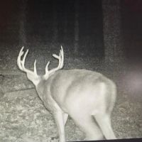 Buck Creek Recreational Hunting Ranch Moyers Pushmataha County OK 517 AC images 4