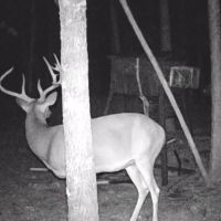 Buck Creek Recreational Hunting Ranch Moyers Pushmataha County OK 517 AC images 5