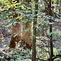68 Arce Hunting Paradise- McShan Alabama -Pickens County AL.
