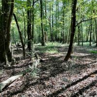 68 Arce Hunting Paradise- McShan Alabama -Pickens County AL. images 2