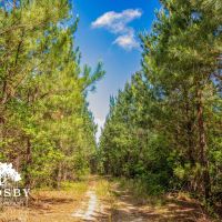 Lightning Hill images 5