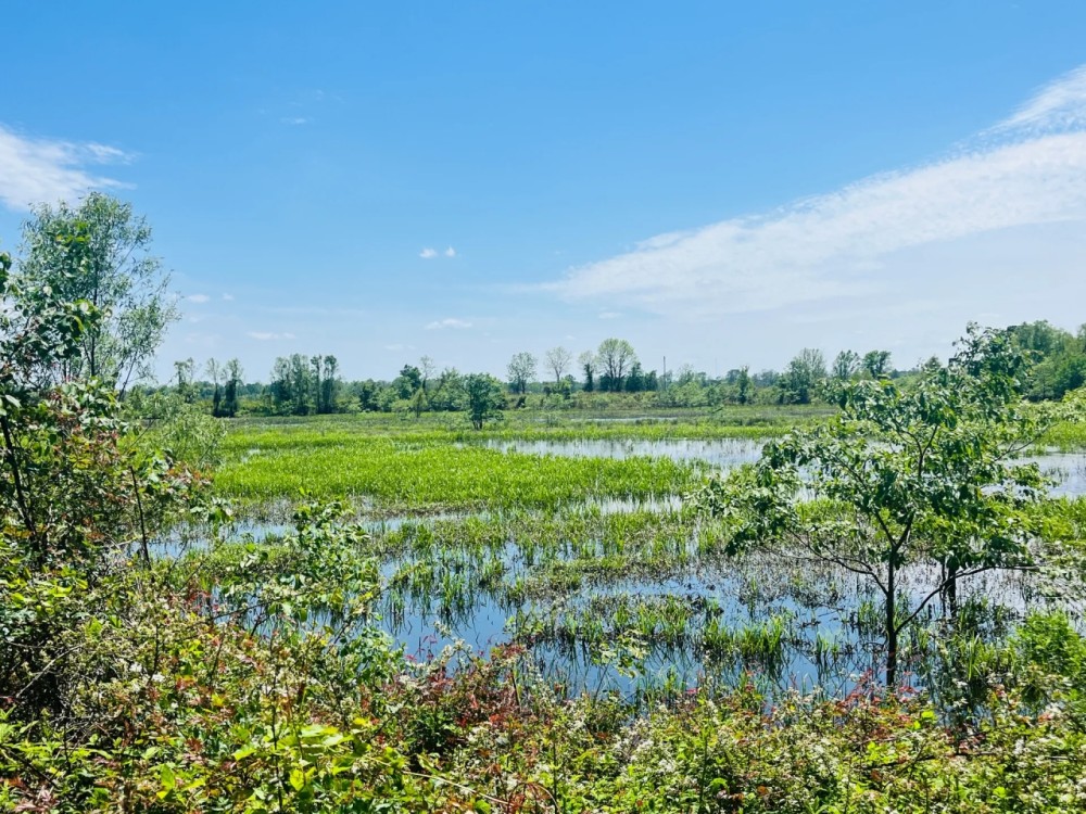 64.3 Acres in Humphreys County MS featured image