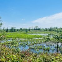 64.3 Acres in Humphreys County MS