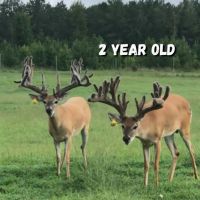 Relentless Whitetails Hunting Preserve images 4