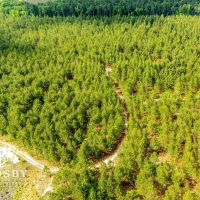 North Edisto River Tract images 3