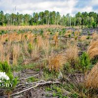 North Edisto River Tract images 4