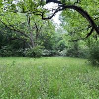 LA - Catahoula 35 - images 2