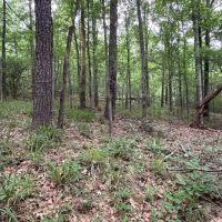 LA - Catahoula 35 - images 3