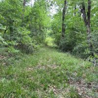 LA - Catahoula 35 - images 4