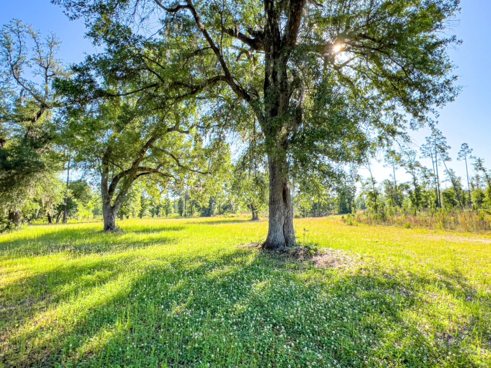 247 Ac Trophy Deer amp Timber in FL featured image