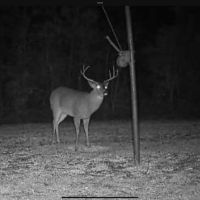 247 Ac Trophy Deer amp Timber in FL images 4