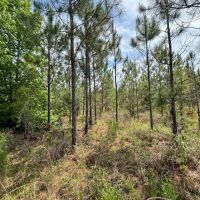 40 Ac Mini-farm Madison Co FL images 3