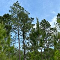 40 Ac Mini-farm Madison Co FL images 4