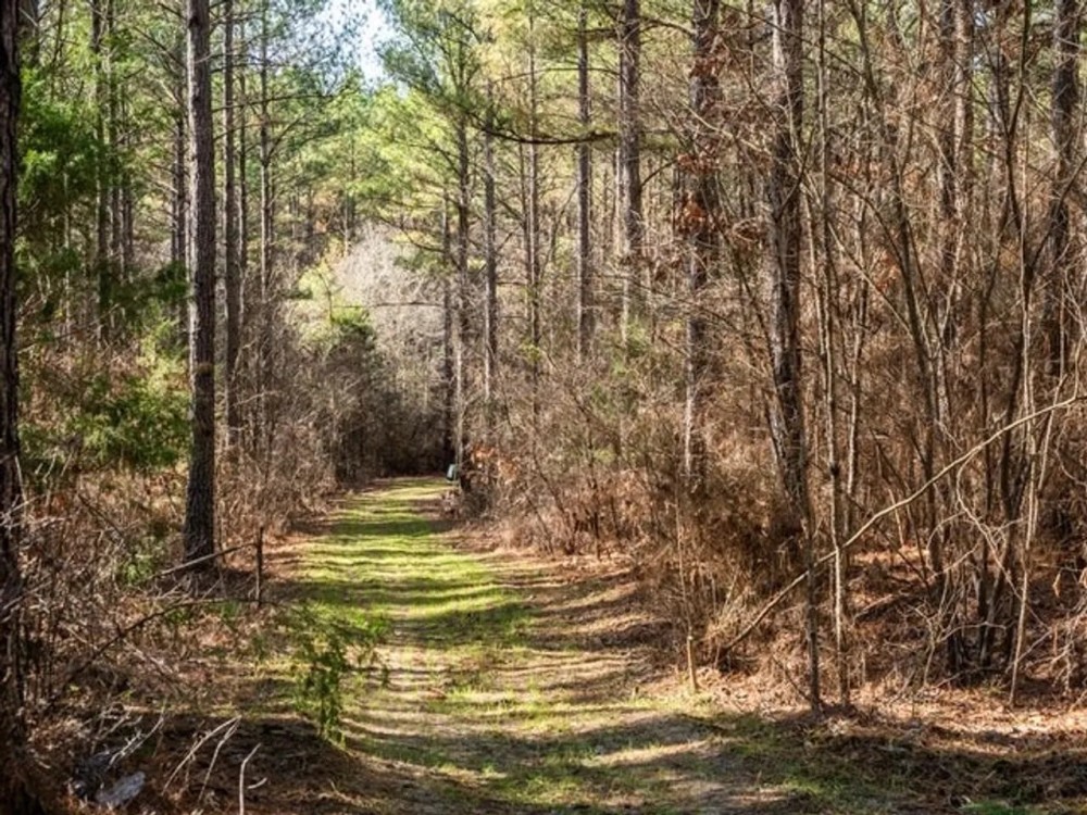 Timber Investment Montgomery County MS featured image
