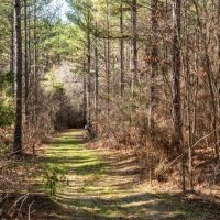 Timber Investment Montgomery County MS