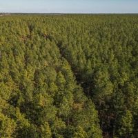 Timber Investment Montgomery County MS images 2