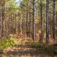 Timber Investment Montgomery County MS images 5