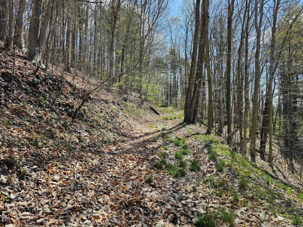 101 acres Wooded Hunting Land and Recreational Property in Richford NY State Route 79 featured image