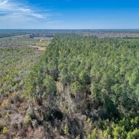 137.18 acres of Riverfront Timberland and Recreational Land For Sale in Sampson County NC images 3