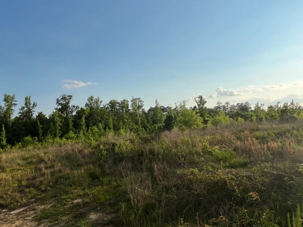 22 Acres in Wayne County MS featured image