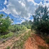 98 acre Development and Recreational Land for Sale in Johnston County NC images 3