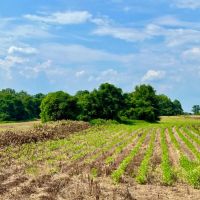 Rural Secluded and Multi-use Pontential