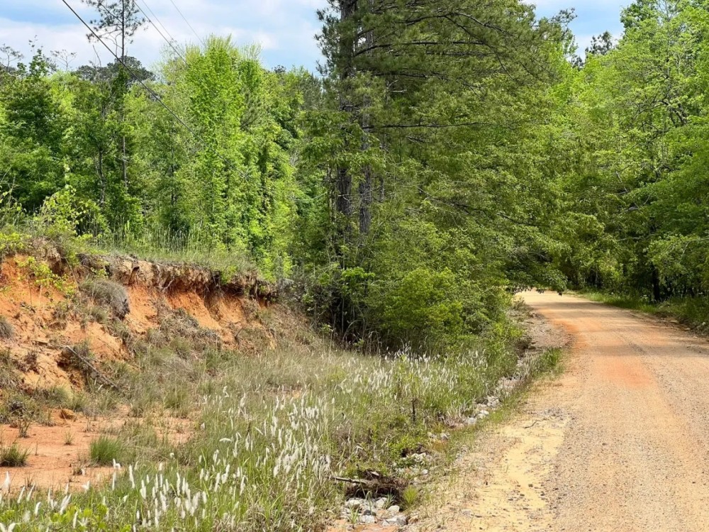 16 Acres in Wayne County MS featured image