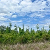 16 Acres in Wayne County MS images 4
