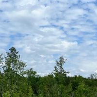 16 Acres in Wayne County MS images 5