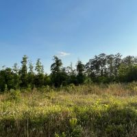 22 Acres in Wayne County MS images 2