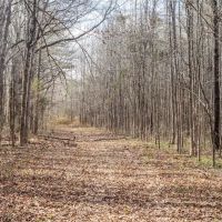 Hunting Land For Sale in Montgomery County MS images 5