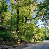 146 - acres of Hunting Land in Warren County MS