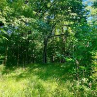 146 - acres of Hunting Land in Warren County MS images 4