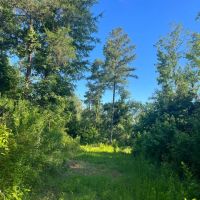 146 - acres of Hunting Land in Warren County MS images 5