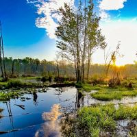 23.68 acres of Residential Recreational Hunting Land For Sale in Louisa County VA images 3